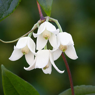 Clematis 'Winter Beauty'