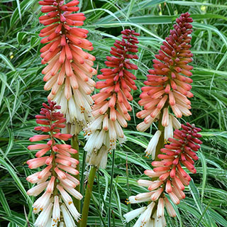 Red Hot Poker Kniphofia 'Orange Vanilla Popsicle'
