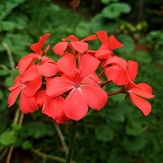 Geranium Decora Balcony Red