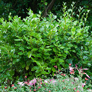 Griselinia 'Green Horizon'