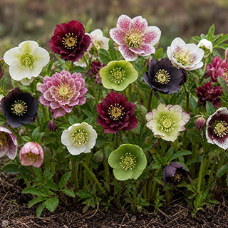 Hellebore 'Queen' Mix