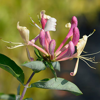 Lonicera 'Belgica' Honeysuckle