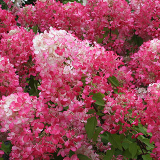 Hydrangea 'Diamant Rouge'