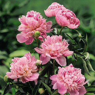 Peony 'Sarah Bernhardt'