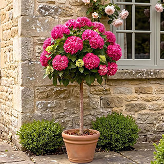 Hydrangea 'Pink Mophead' Standards