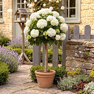 Hydrangea 'White Mophead' Standards