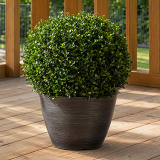 Ilex crenata Japanese Holly Topiary Ball