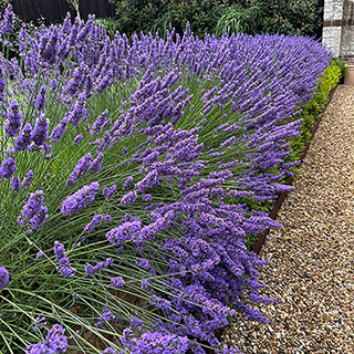 Lavender 'Phenomenal'