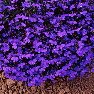 Lobelia 'Crystal Palace Blue'