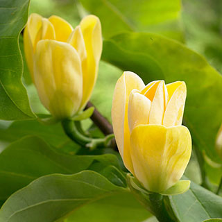 Magnolia 'Yellow Bird'