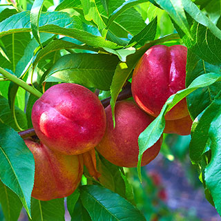 Nectarine Tree Prunus 'Flavourtop'