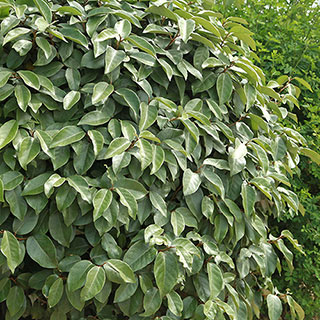 Oleaster Hedges