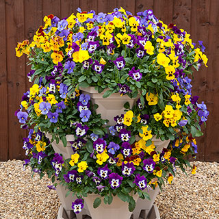 Pansy 'Cascadia' XL Trailing