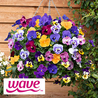 Pansy 'Top Wave'