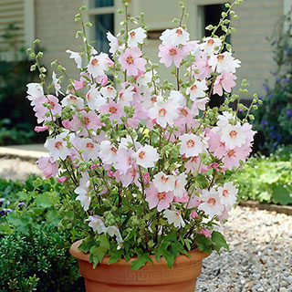 Lavatera 'Barnsley Baby'