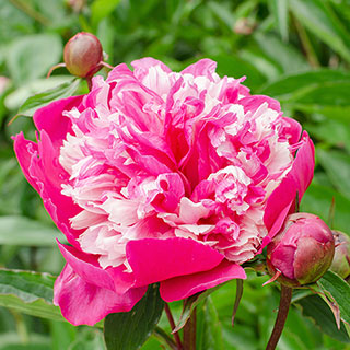 Peony 'Celebrity'