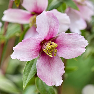 Philadelphus 'Petite Perfume Pink'