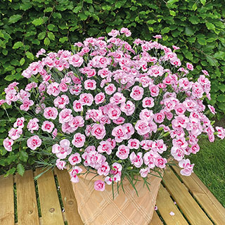 Pinks 'Baby Doris'