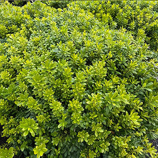 Pittosporum 'Nanum'