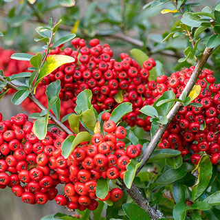 Pyracantha 'Red Column'