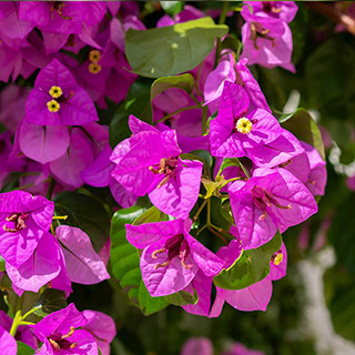 Bougainvillea Bush