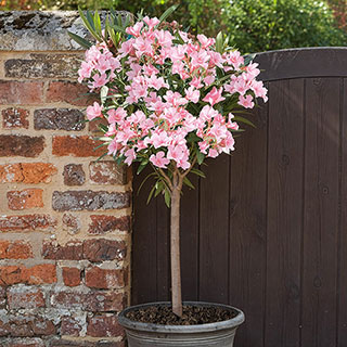 Standard Flowering Oleander 'Shades of Pink'