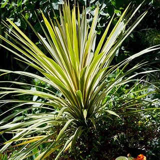 Cordyline 'Torbay Dazzler'