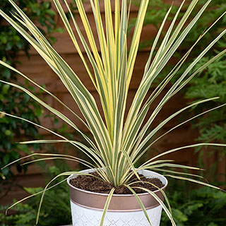 Cordyline 'Lime Passion'