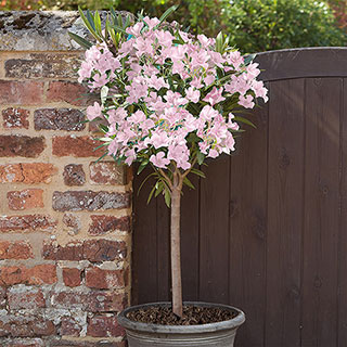 Premium Standard Oleander 'Blush Pink'