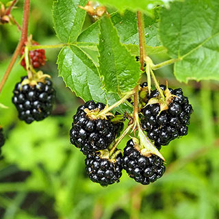 Thornless Blackberry