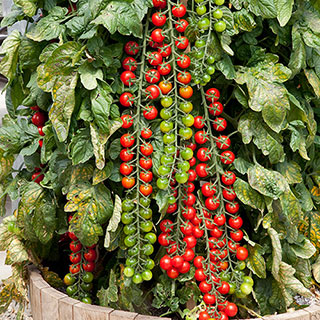 Tomato 'Rapunzel'