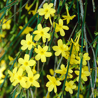 Winter Jasmine