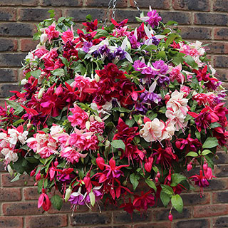 Fuchsia Jumbo Flowered Collection 