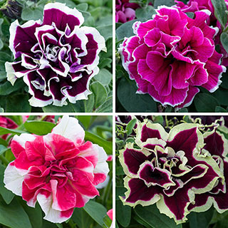 Tumbelina Ruffles Collection 