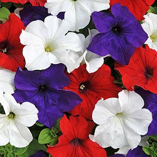 Patriotic Petunia Mix 