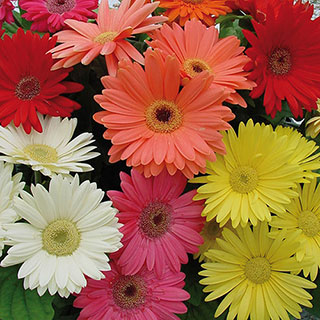 Gerbera Mega Revolution Mix 