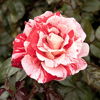 Rose Raspberry Ripple (Papageno) 