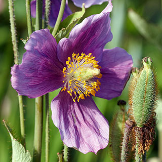 Meconopsis baileyi Hensol Violet 