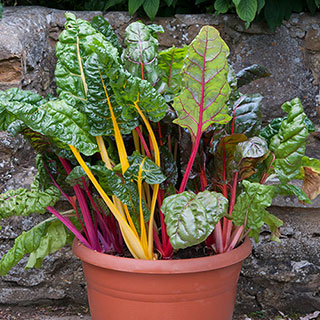 Swiss Chard Bright Lights 
