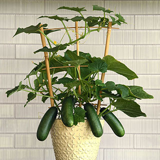 Cucumber Quick Snack 