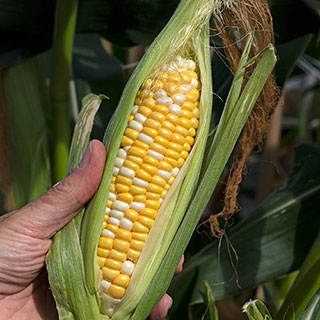 Sweetcorn Pot Of Gold 