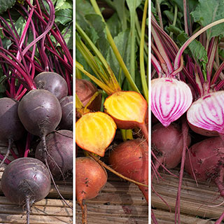 Beetroot Rainbow 