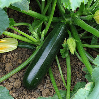 Courgette Midnight 