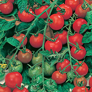Tomato 'Gardener's Delight' 