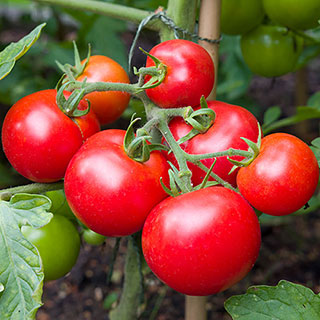 Tomato 'Moneymaker' 