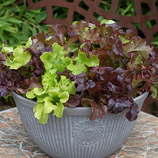 Lettuce Buddies Mixed 