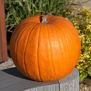 Pumpkin Atlantic Giant 