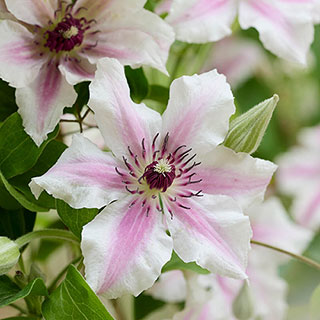 Patio Clematis 'Ithemba'