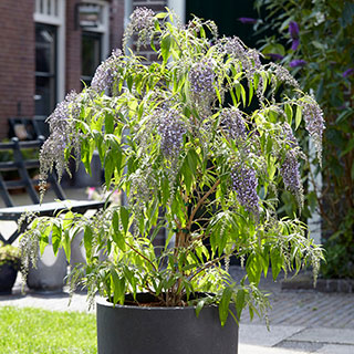 Buddleia Wisteria Lane 9cm 