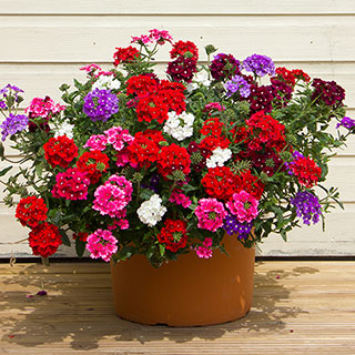 Verbena Trailing Collection 